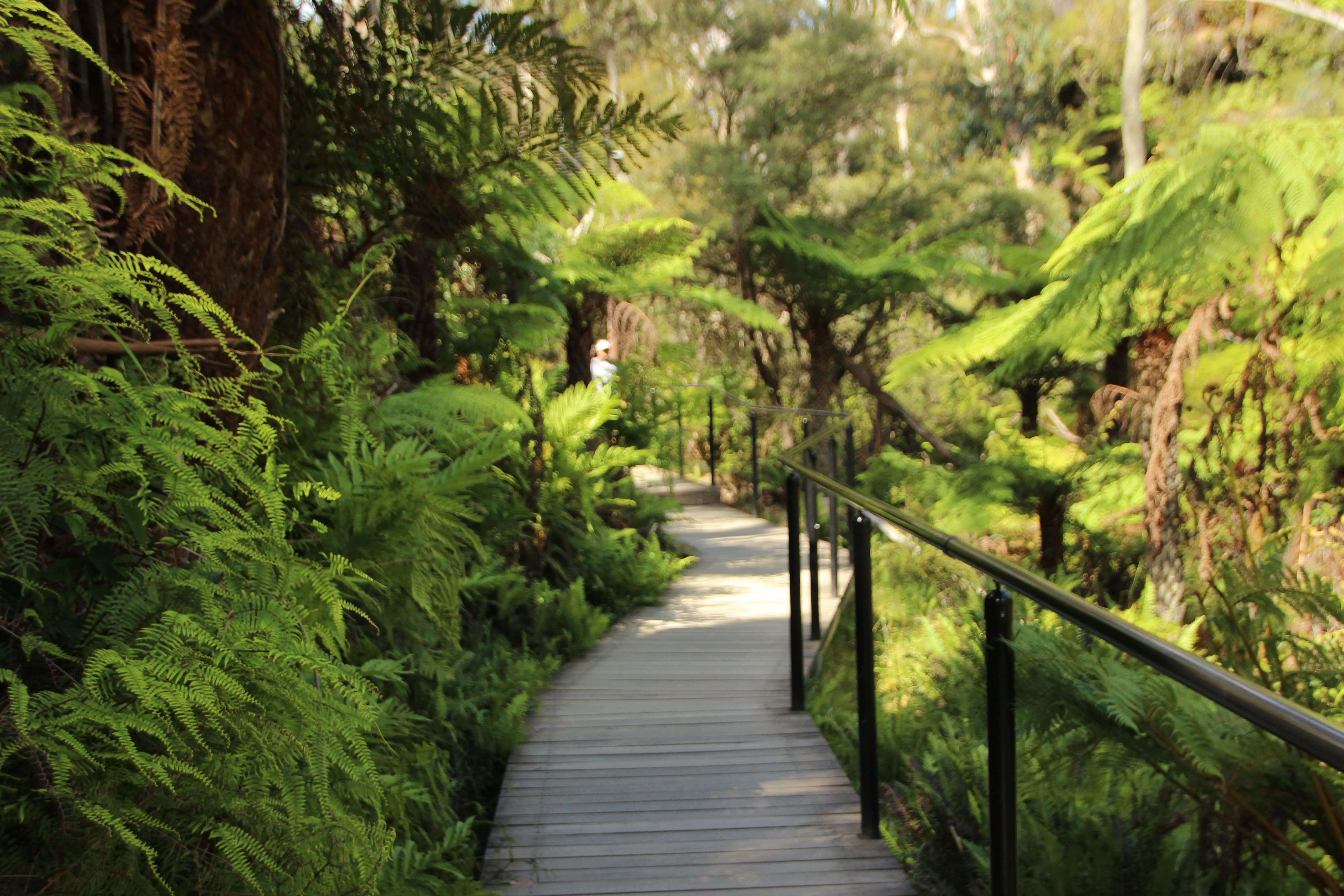 Botanic Gardens path