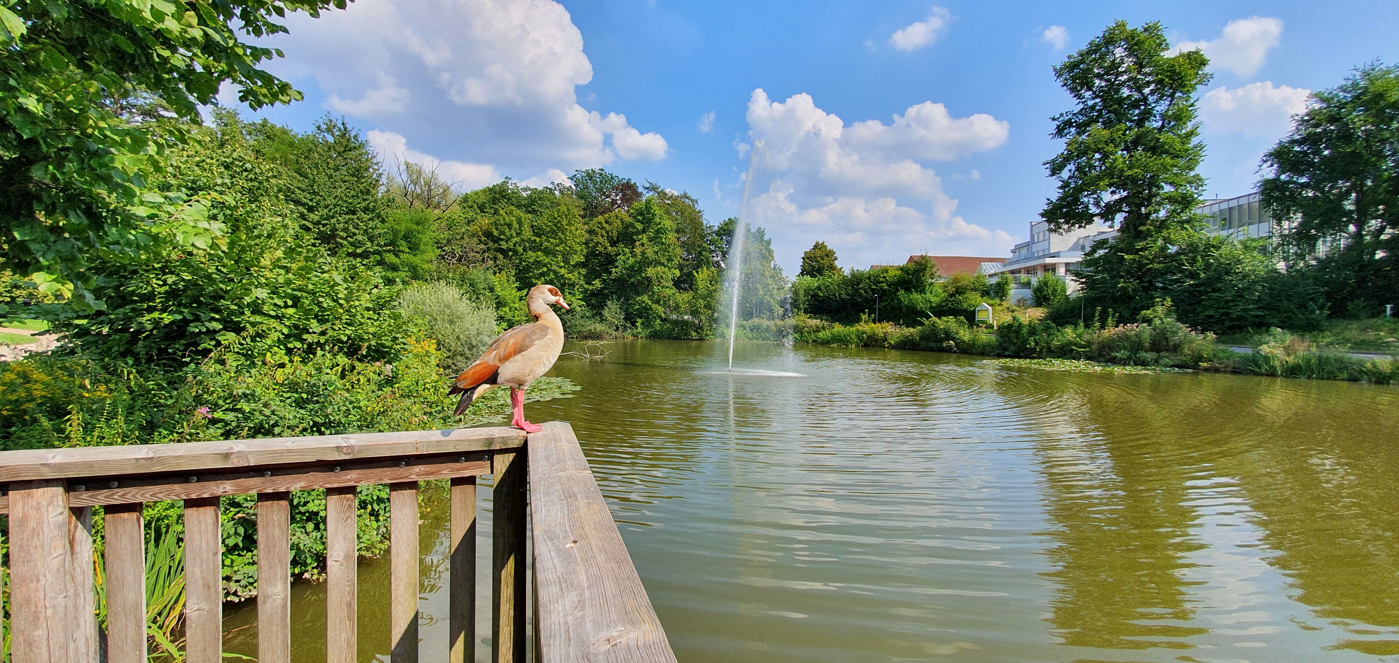 MacRitchie Reservoir Park boardwalk